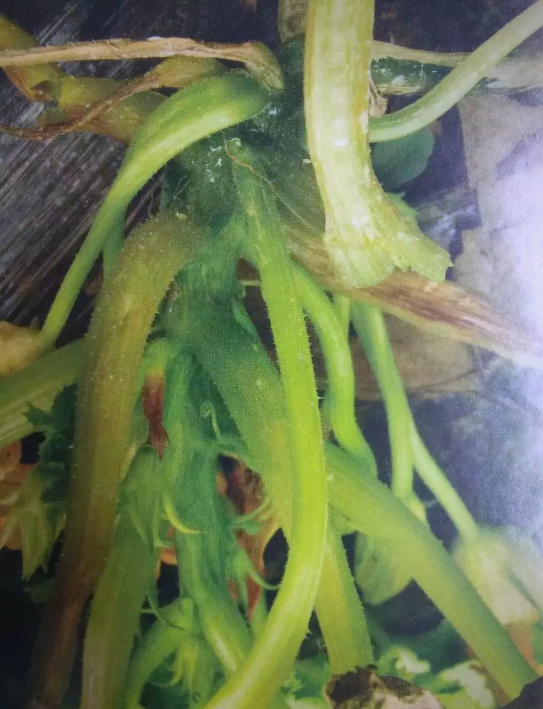 西葫芦病害详解及防治指南