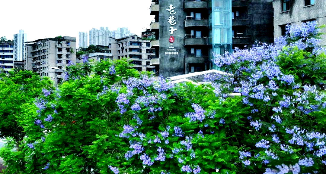 蓝花楹树怎么造型