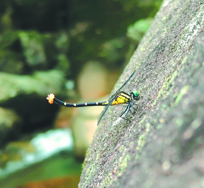 极其罕见!扭尾曦春蜓惊现黄山