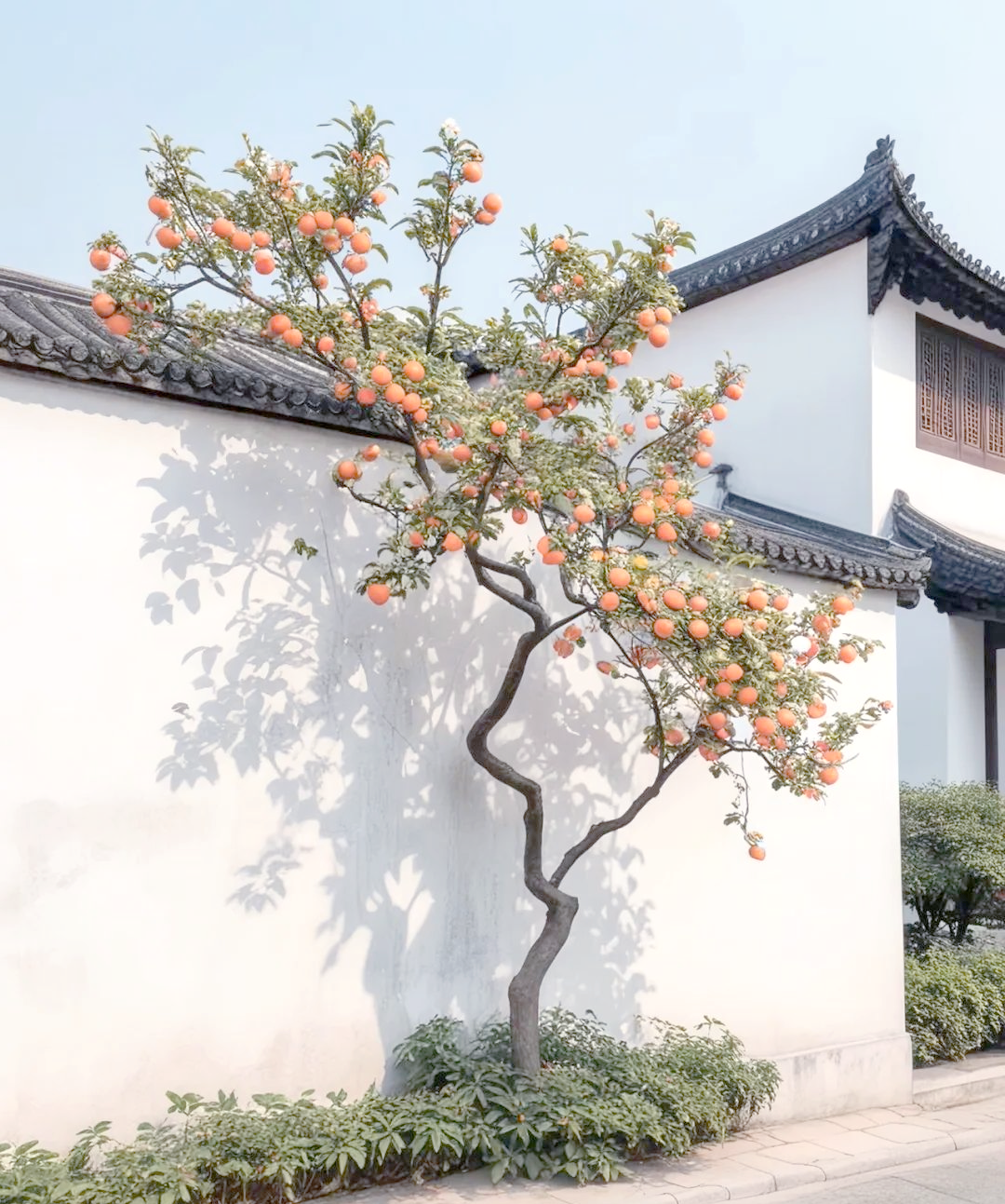 庭院种这7种树,吉祥寓意全覆盖