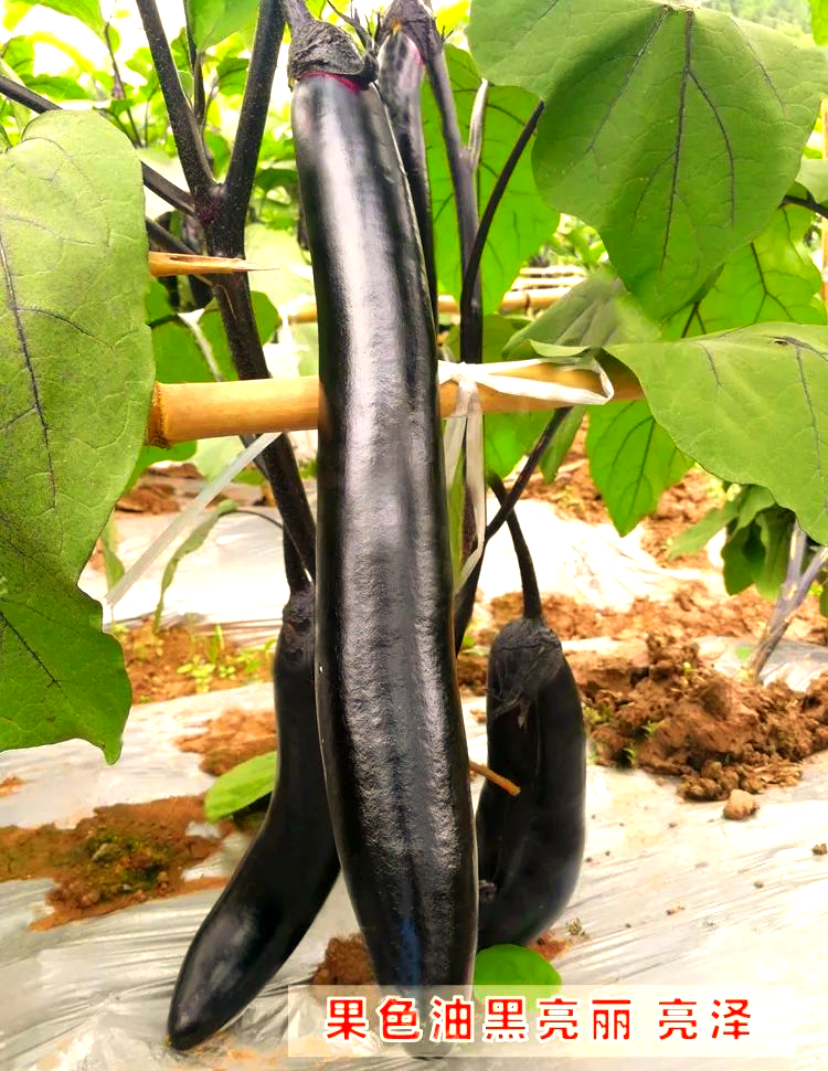 茄子种植首选天娇,高端品种让你轻松致富