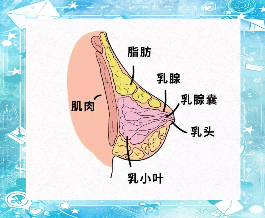 在探讨产奶量的问题时,我们首先需要了解乳房的结构