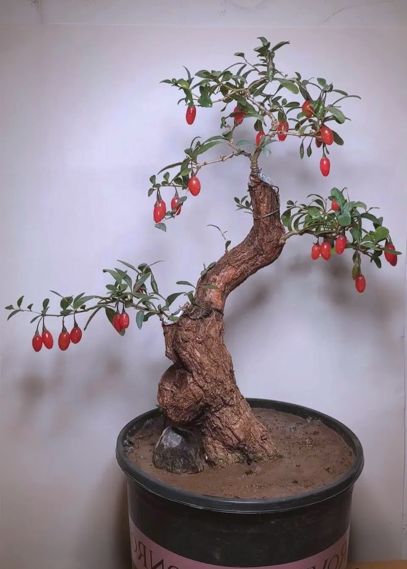 人们偏爱的枸杞盆景是怎样的?