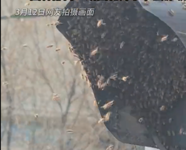 南京一红绿灯遭蜜蜂围攻 绿灯变黄灯 当地回应：或因花开时节蜜源充足