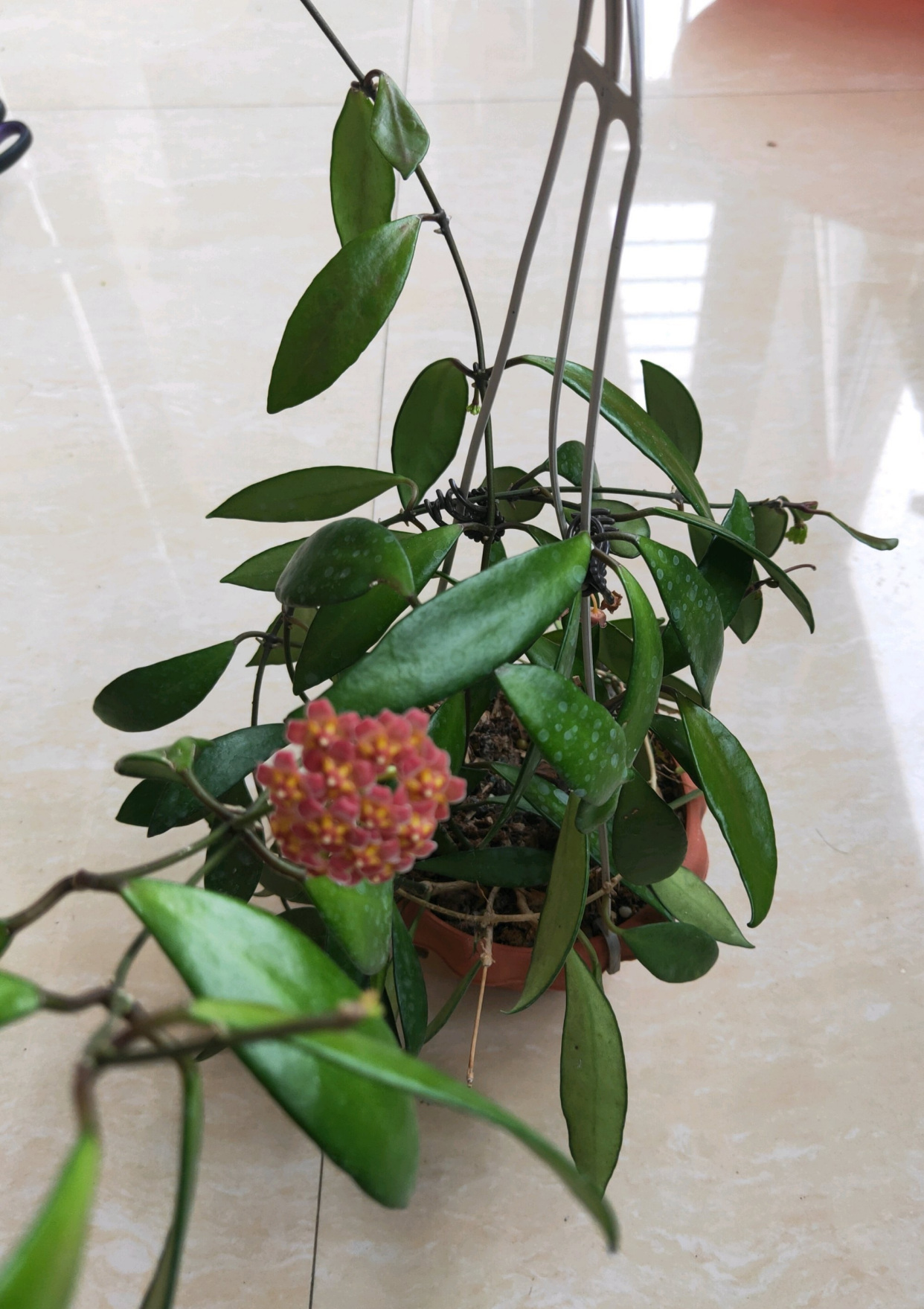 封闭阳台也能养的花—戴维德球兰,观叶赏花又闻香,养护也不难