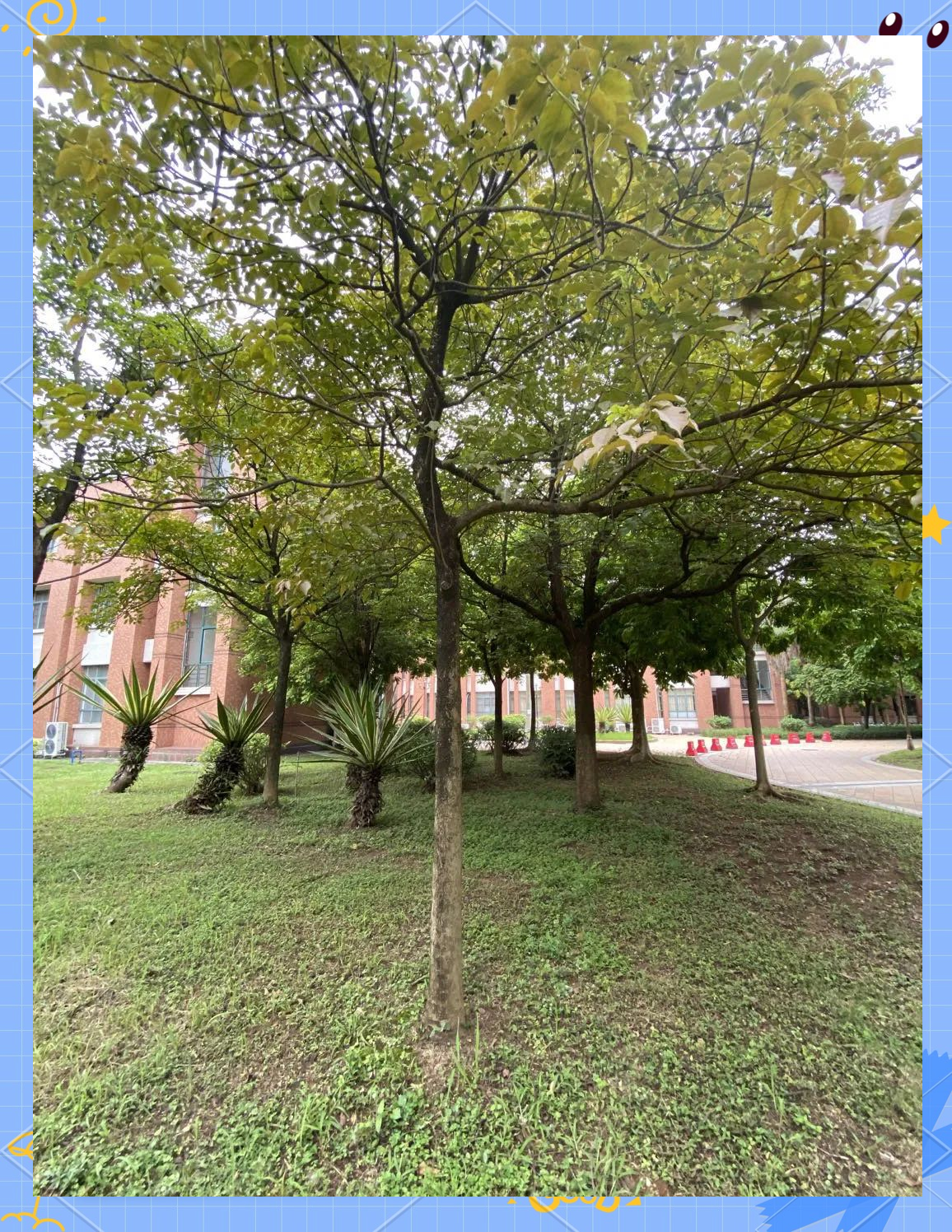 三年级综合实践活动（校园植物探秘）(三年级综合实践活动上册教学计划及进度表)