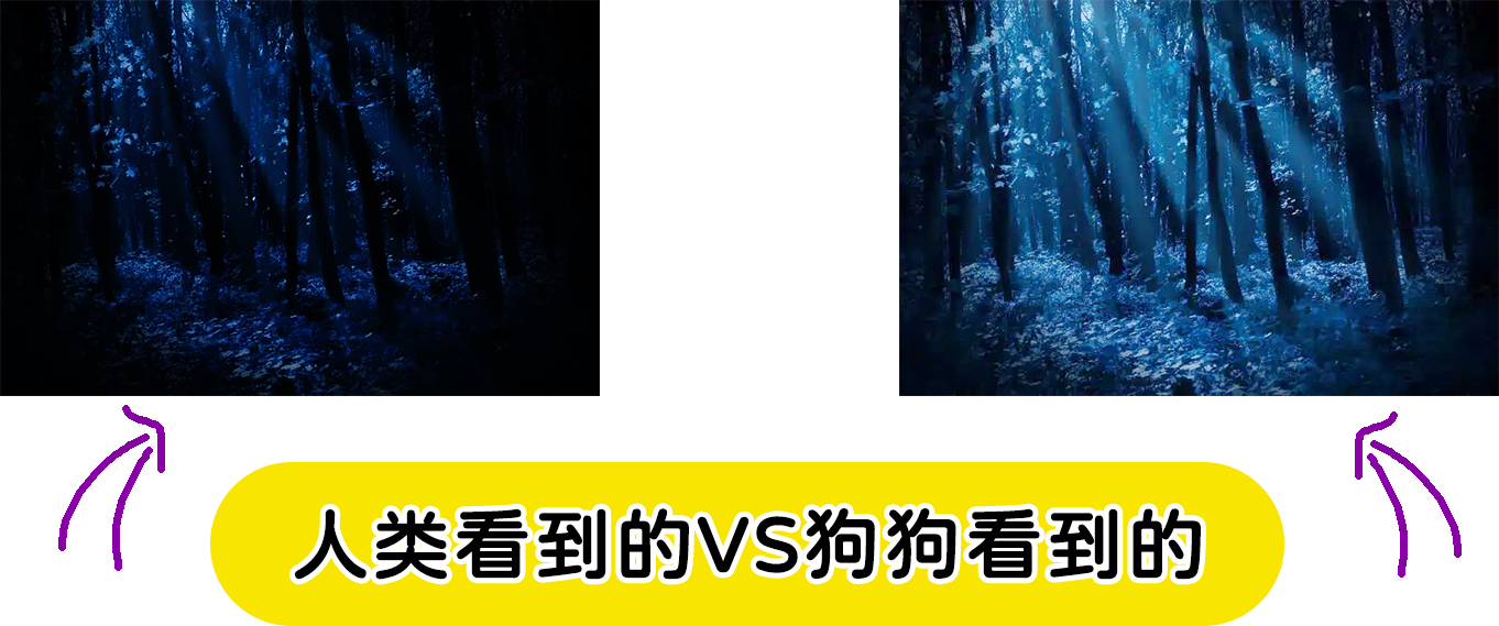 狗狗眼中的世界是什么样的?