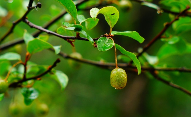 玛瑙似的果实——木半夏