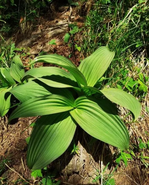 藜芦是什么,名字的由来,藜芦如何种植养护管理