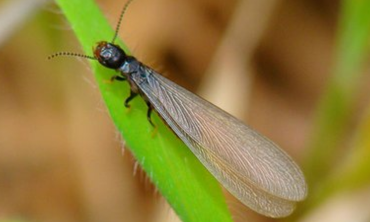 长得像蚂蚁有翅膀的虫子是什么