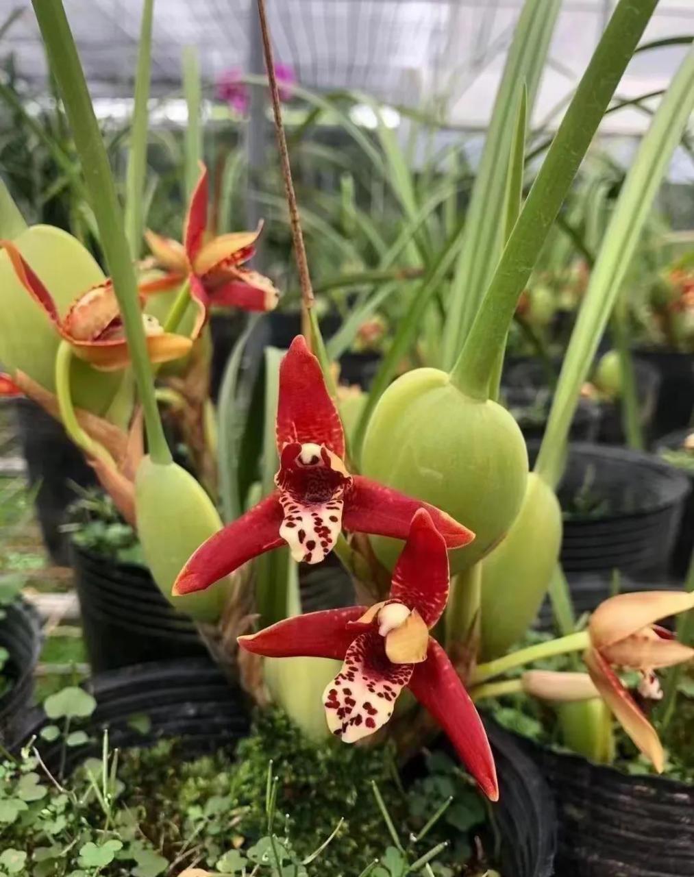 咖啡兰怎么养殖?有哪些注意事项?