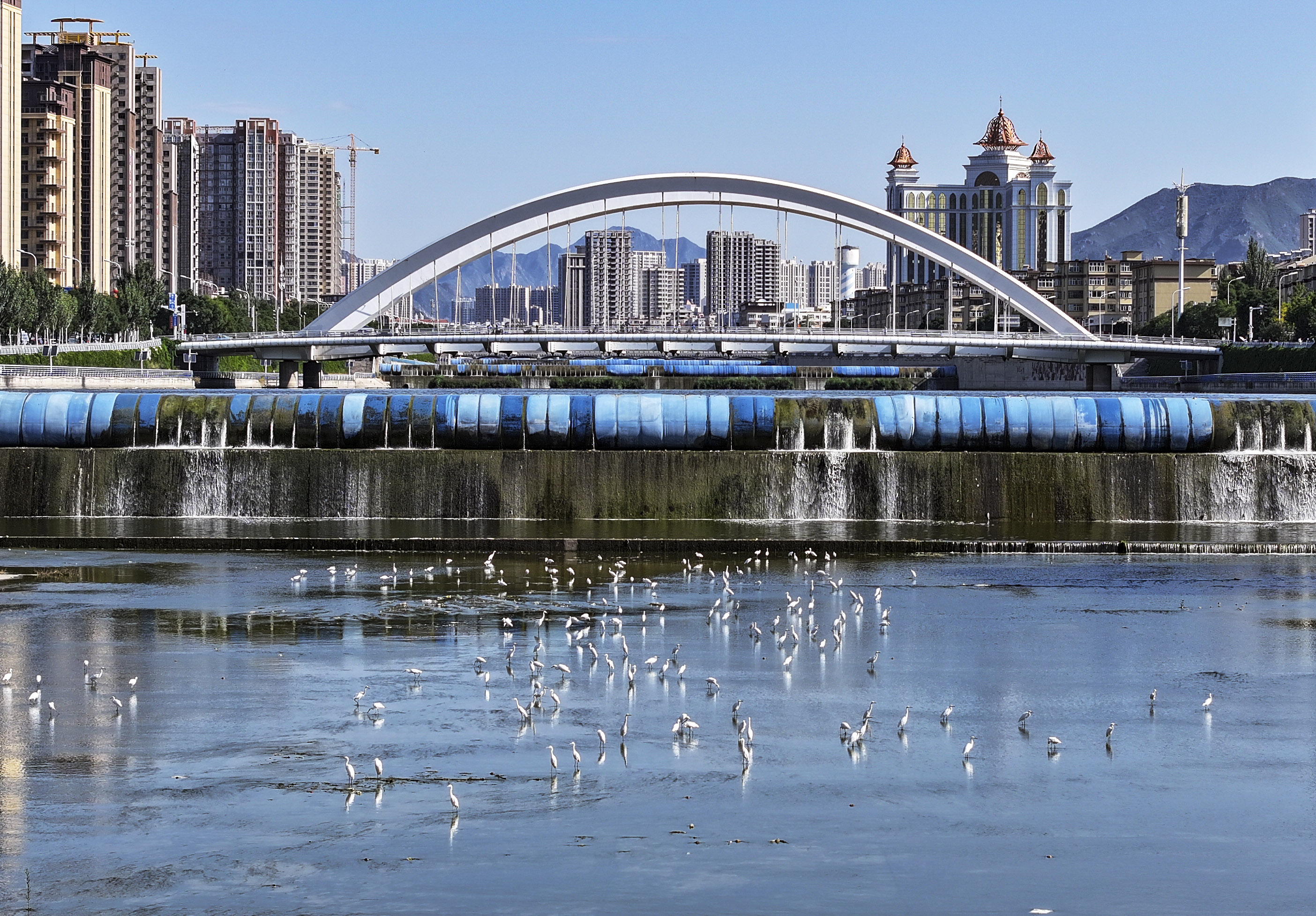 驻足张家口清水河 看白鹭翩翩起舞