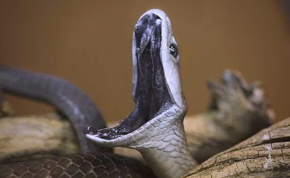 黑曼巴毒蛇:非洲最危险的毒蛇之王?
