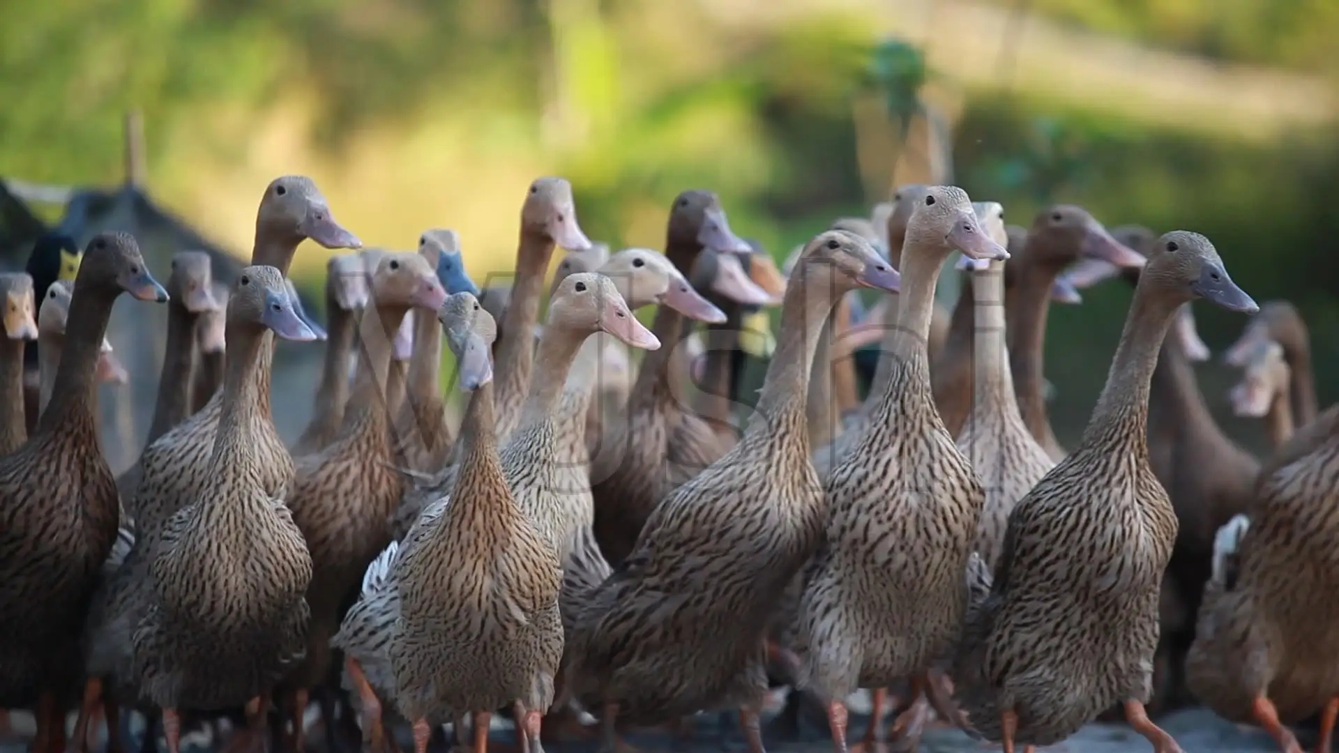 赶鸭人和他的女人们
