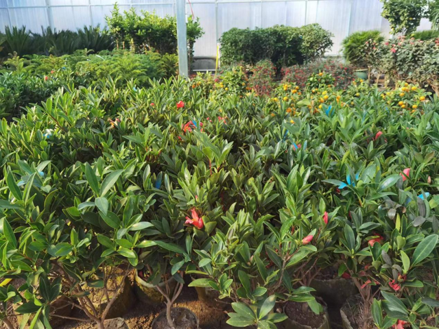 贾宋镇多点发力创"五星" 点燃乡村振兴"新引擎"