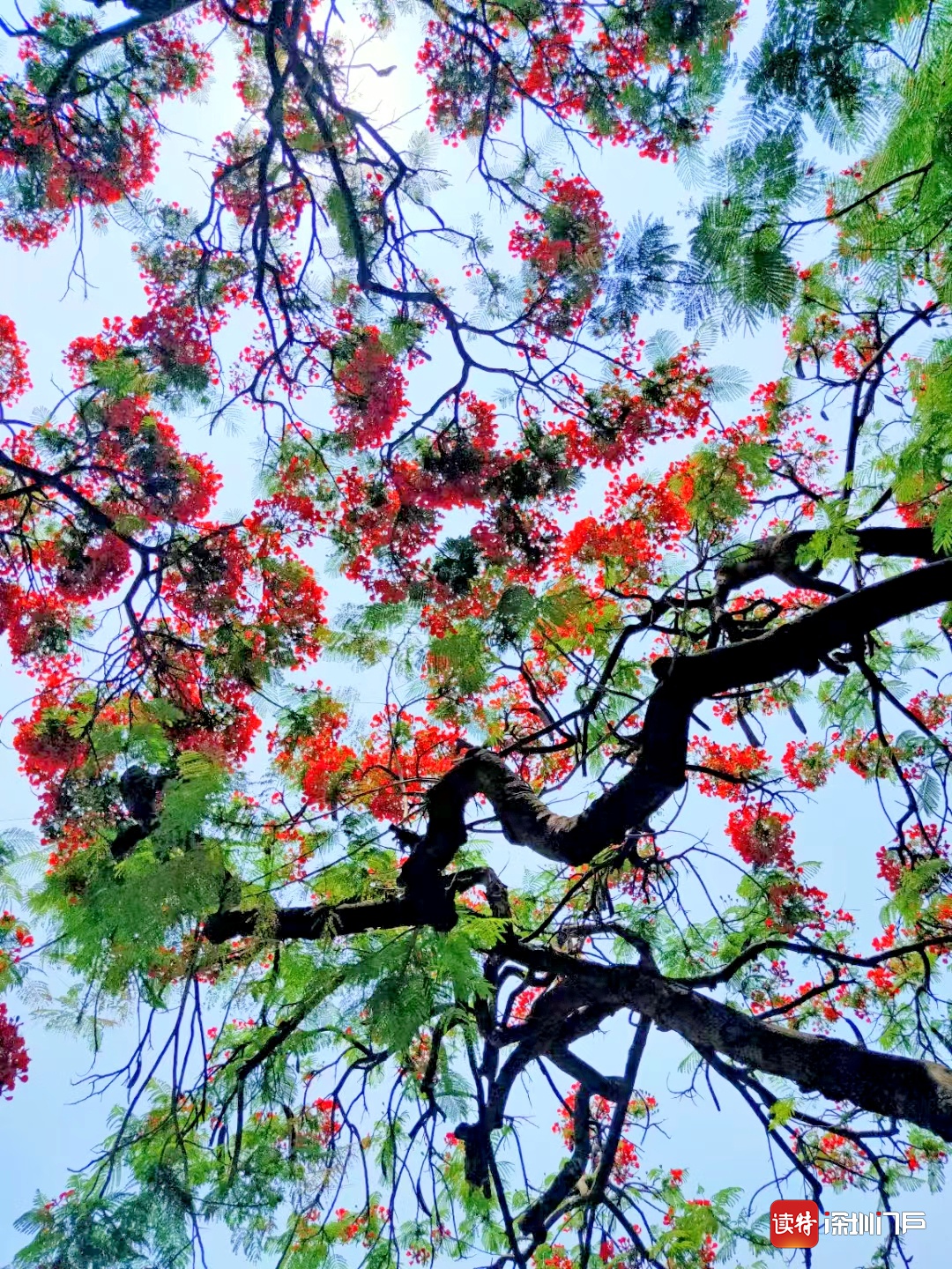 東莞市道滘鎮:鳳凰花開一片紅