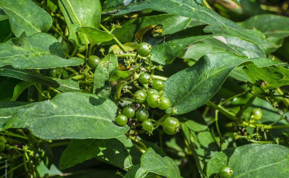 农村人称"鸡屎藤",名字虽不雅,做成美食味道不赖,如今也少见
