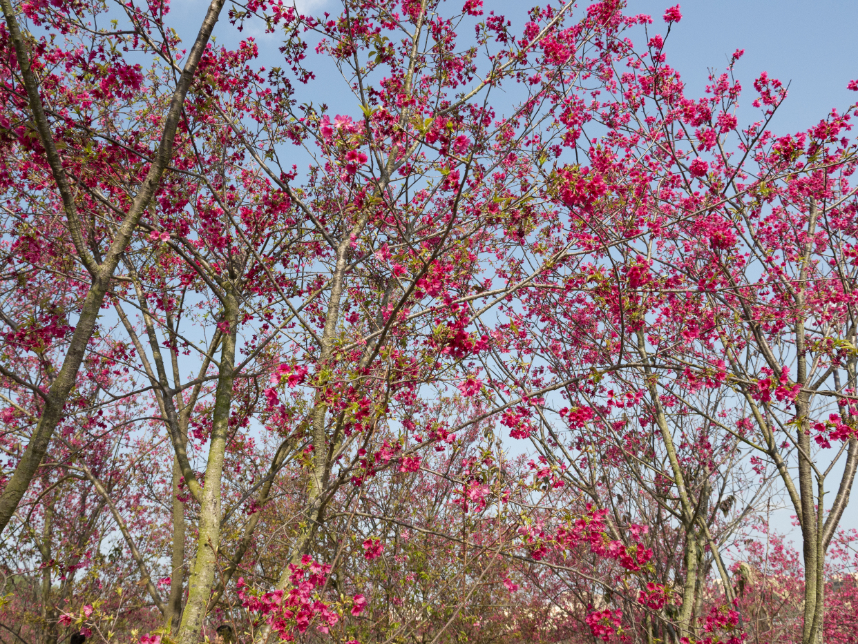 廉江樱花公园随拍