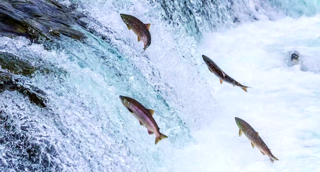 鲑鱼洄游:一场生命与自然的奇妙旅程