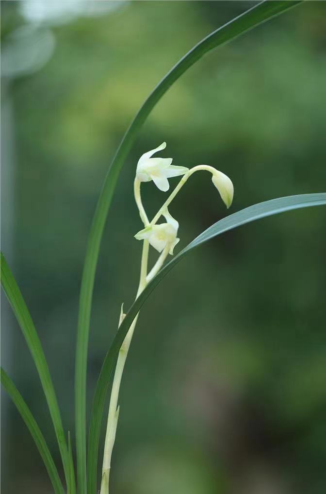 不因价高而养,也不因价廉不养,爱兰初心勿忘,最爱青山玉泉