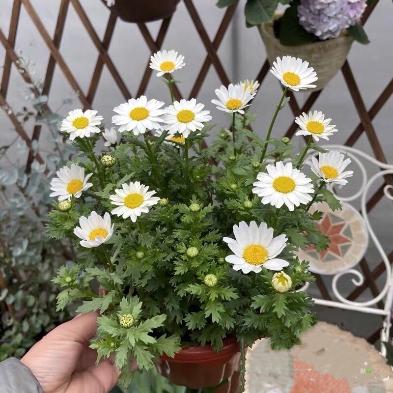 12种对应的"生日花",根据你的出生月,能找到属于自己的幸运花