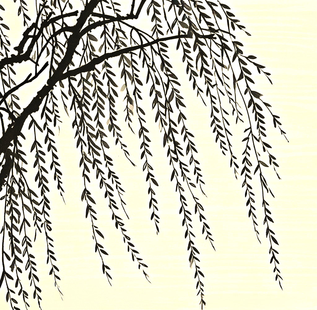 柳树线描的独特技法与技巧