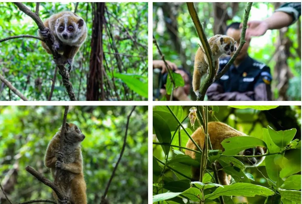 国家一级重点保护动物"大眼萌猴"回归大围山