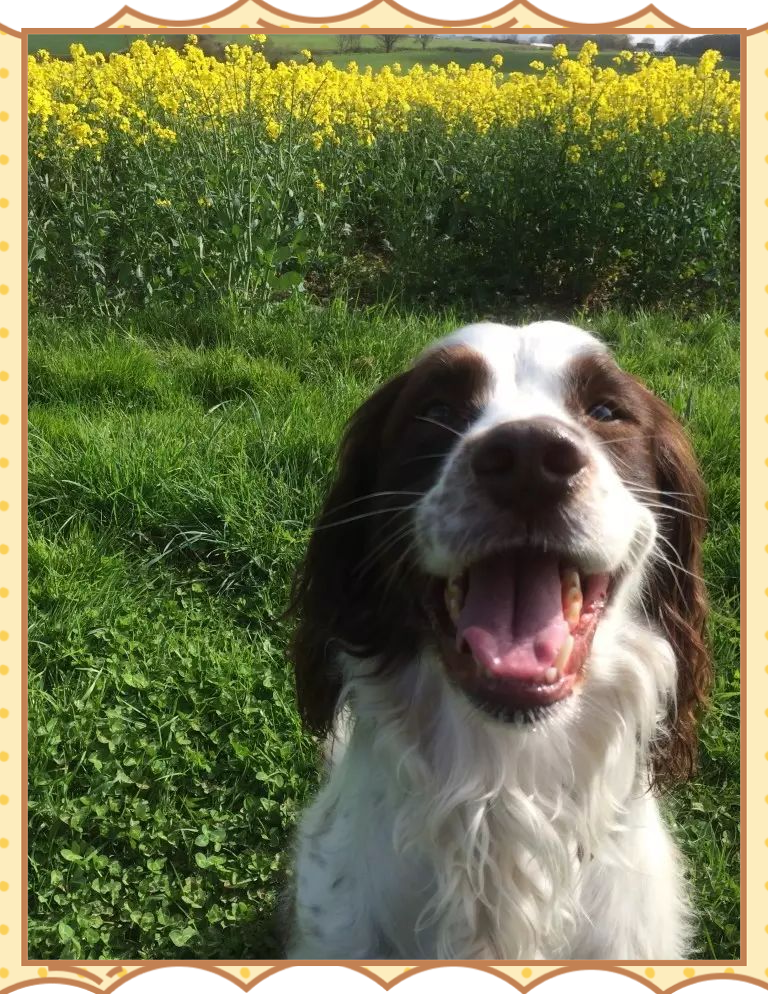 英国史宾格犬:优雅猎犬,了解其品种与特点