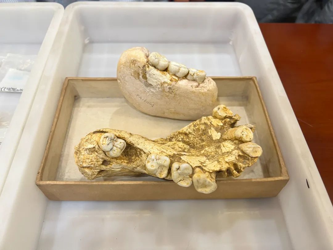 身高3米的史前巨猿集体灭绝,竟是因为