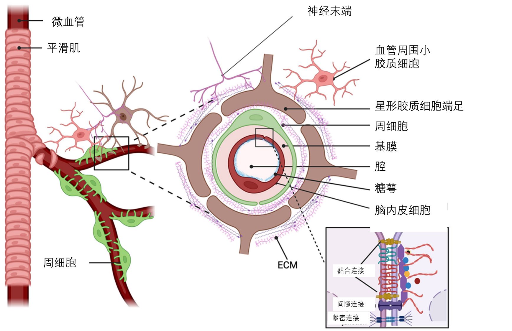 大脑血脑屏障图片图片