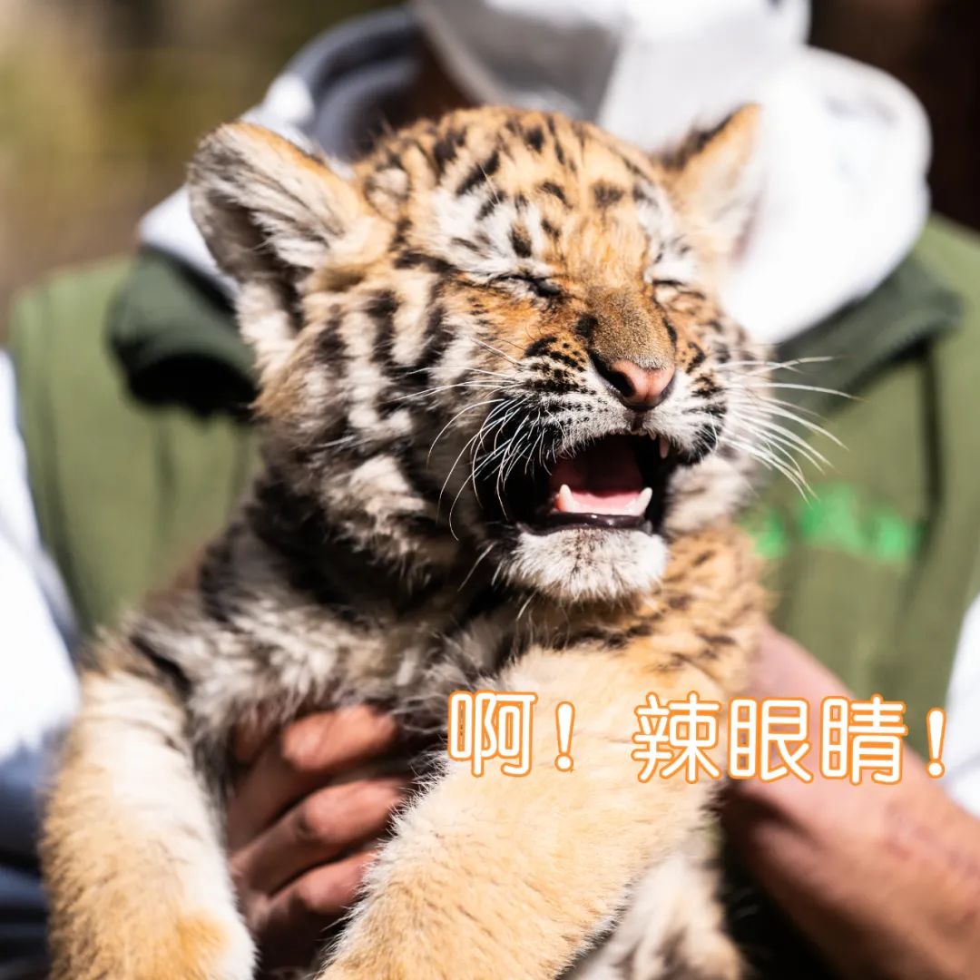 拜年必备!快收好这组小老虎表情包