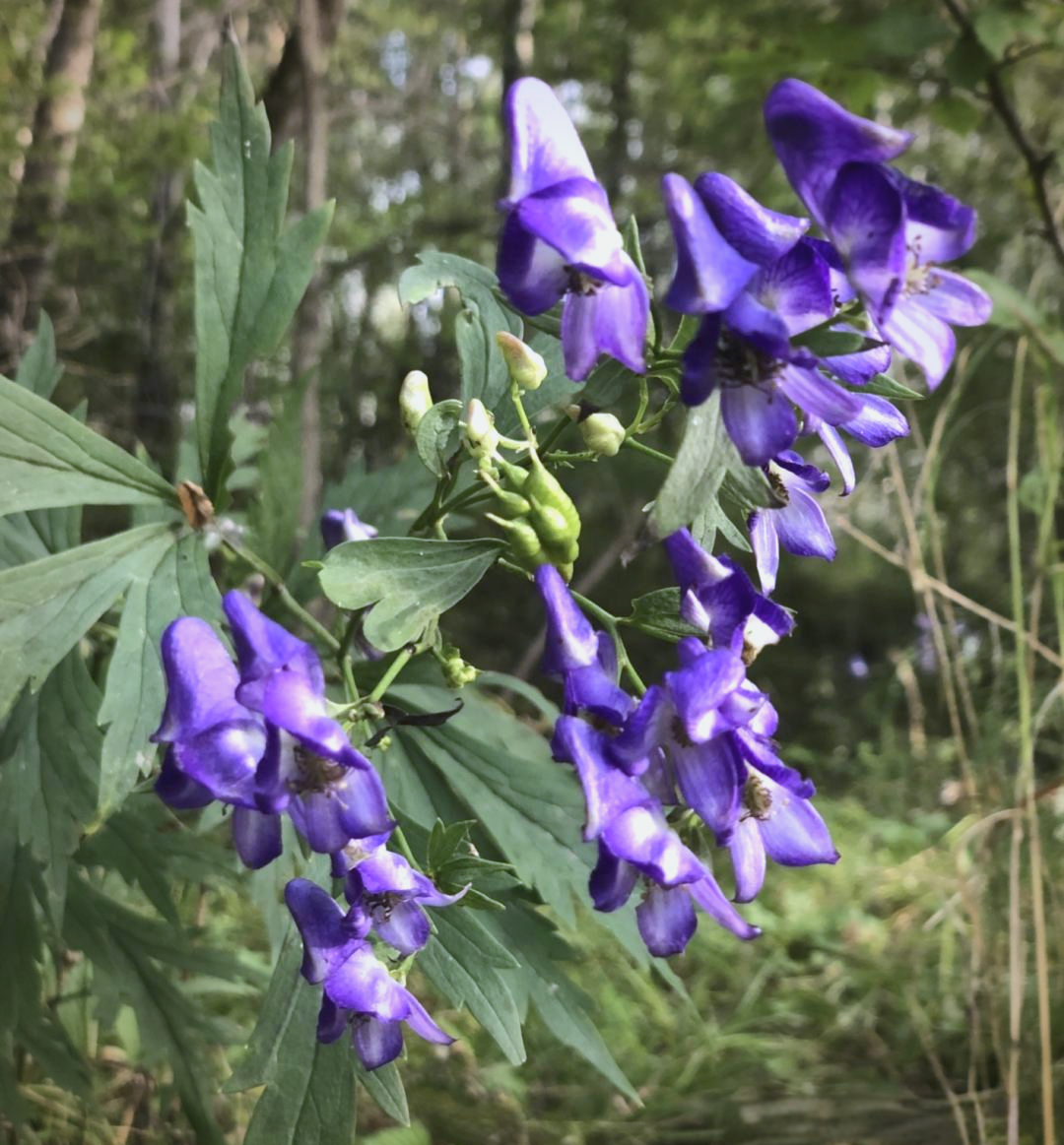 探秘乌头:一株充满传奇色彩的草药