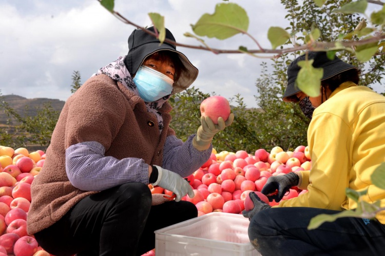 陇西和平乡:苹果熟了,防疫生产两不误