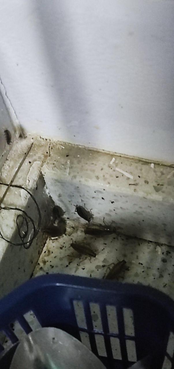 最近家里厨房出现很多这样的虫子,是蟑螂吗,用什么可以除掉这种虫