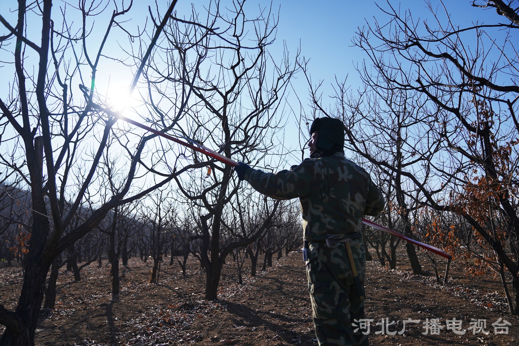 板栗树怎样修剪图解图片