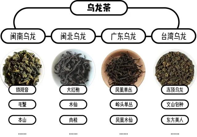 什麼是烏龍茶?網友-看完漲知識了!