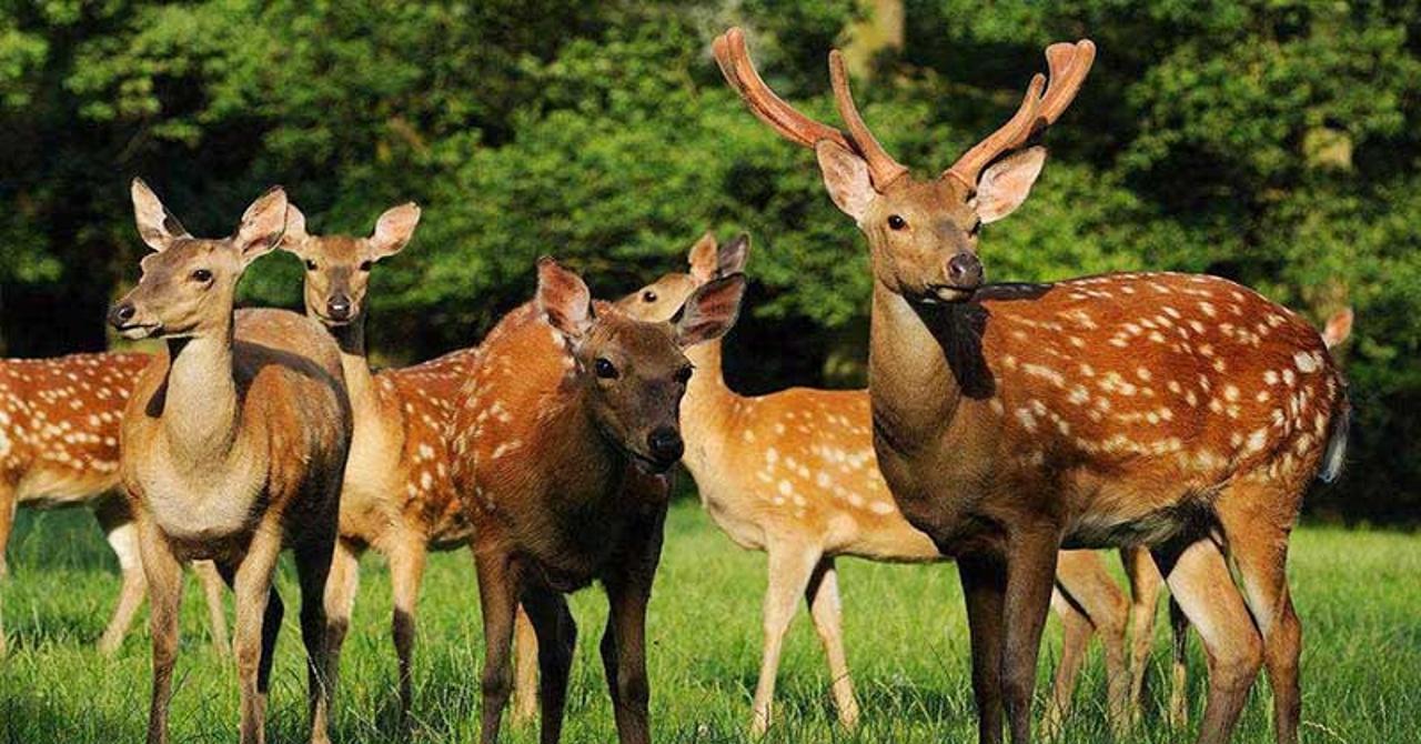 陕西发现一只纯白色梅花鹿,白色有什么影响吗?小鹿:我梅花呢?