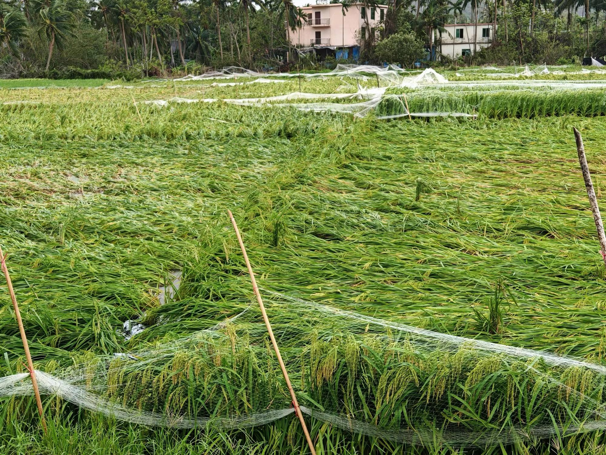 台风"剑鱼"致三亚1700余公顷农作物受灾 农业部门加快推进农业灾后
