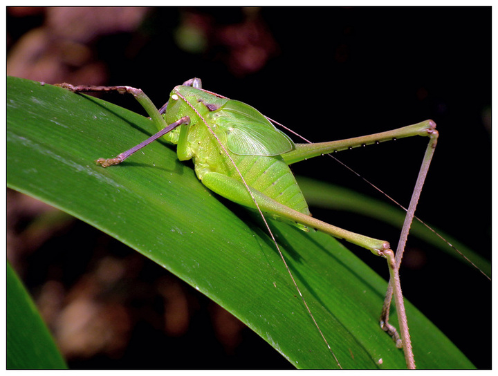纺织娘唱起歌把句子说具体
