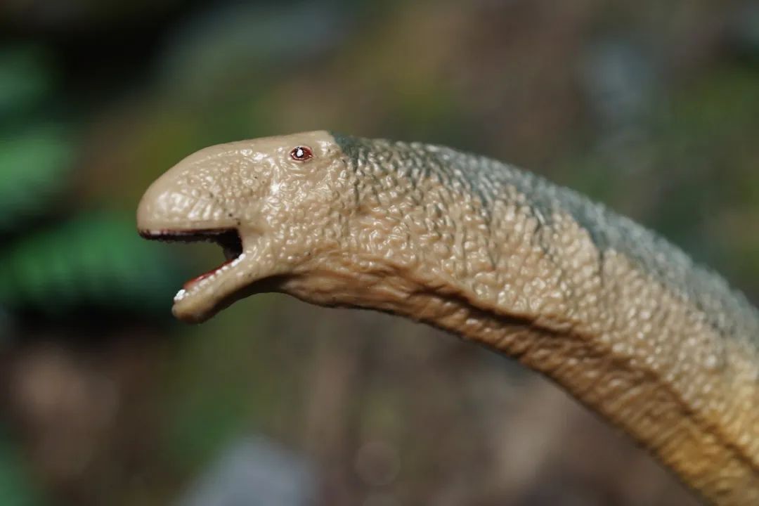 pnso博物馆系列新老马门溪龙