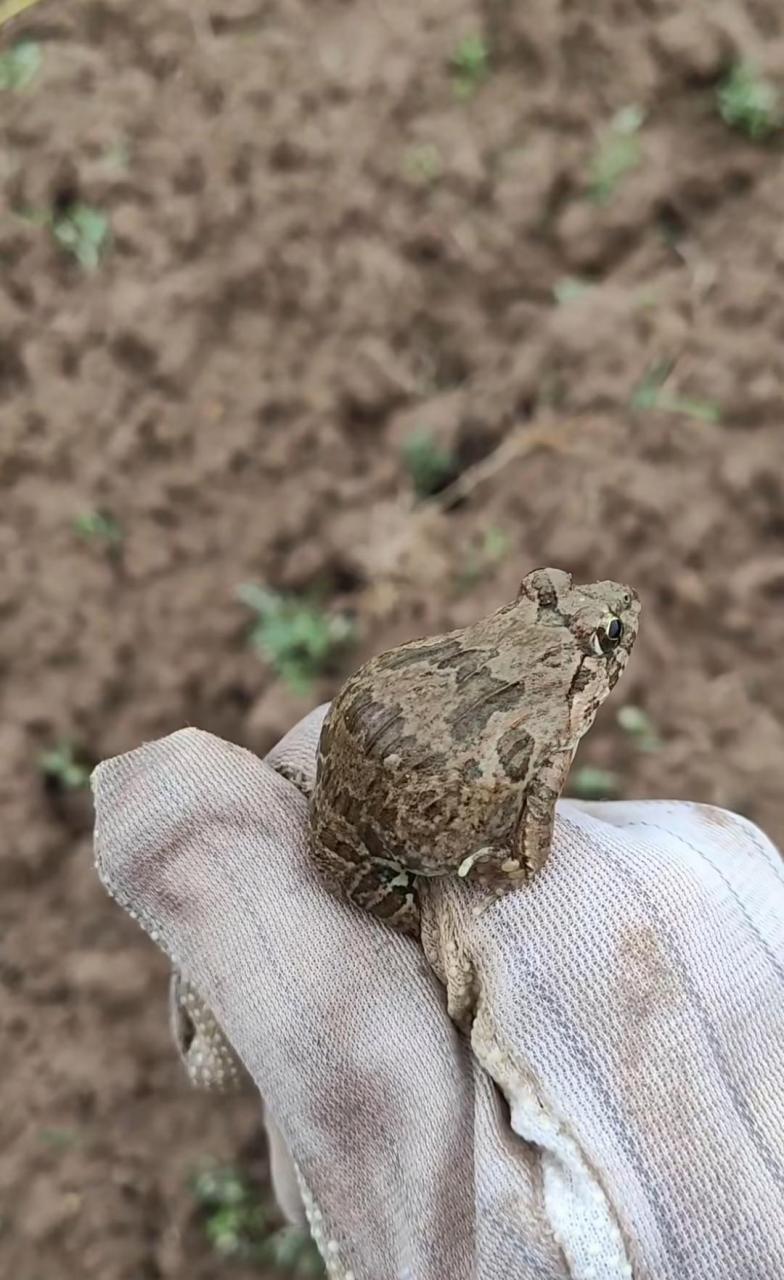 你们那叫啥?我们这叫土蛤蟆