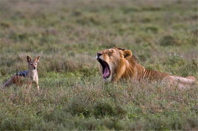 区别对待?狮子为何主动捕杀斑鬣狗,却对胡狼网开一面?