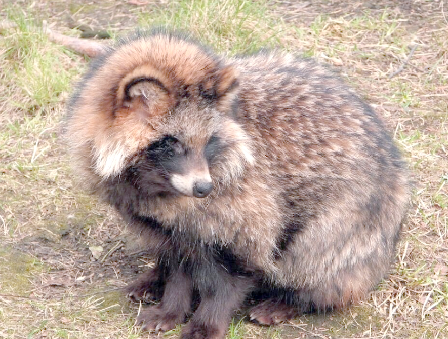 当读作"hé"时,它指的是一种哺乳动物