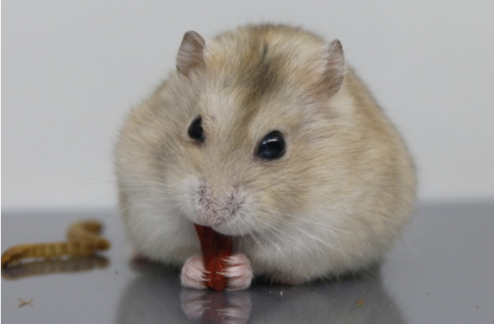 仓鼠能不能吃香蕉