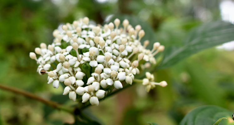沙罗是什么植物