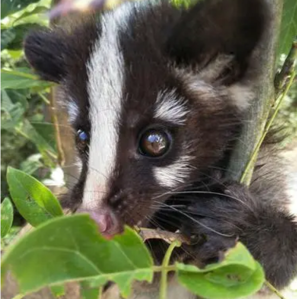 果子狸是保護動物嗎果子狸的習性是什麼