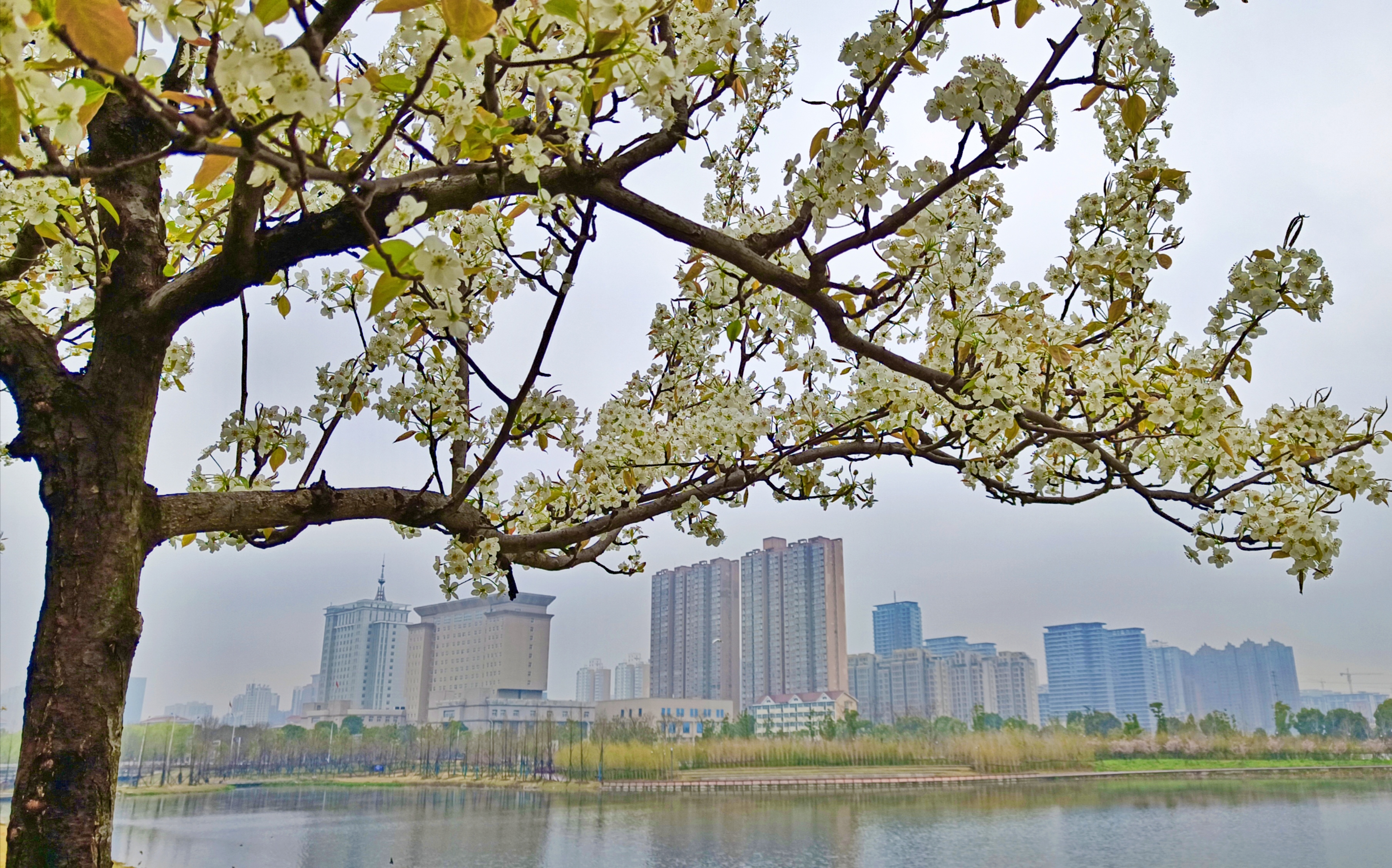 梨树吐春蕊  一树梨花香