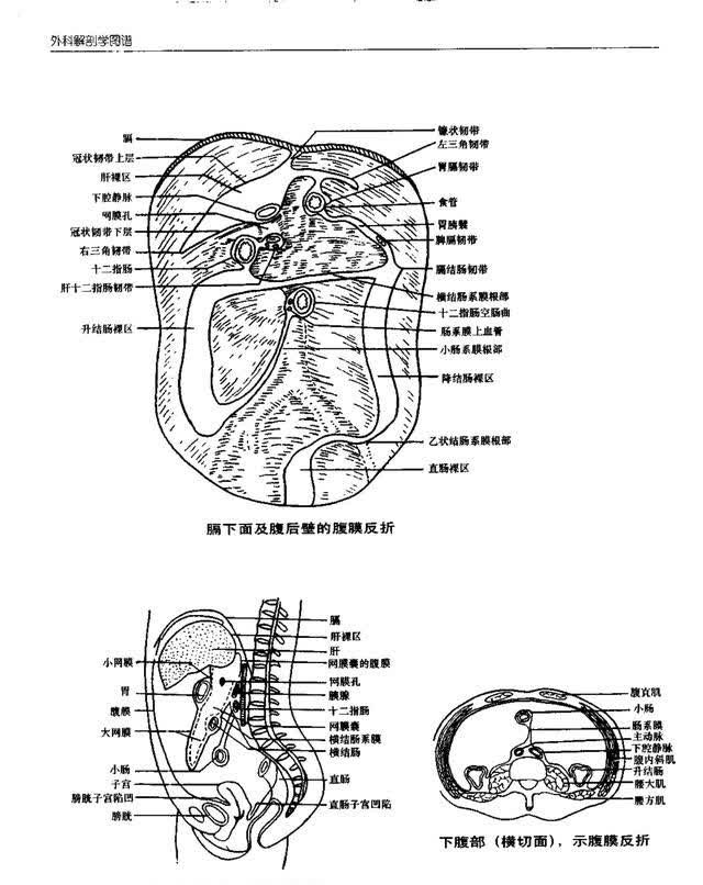 解剖图腹部图片