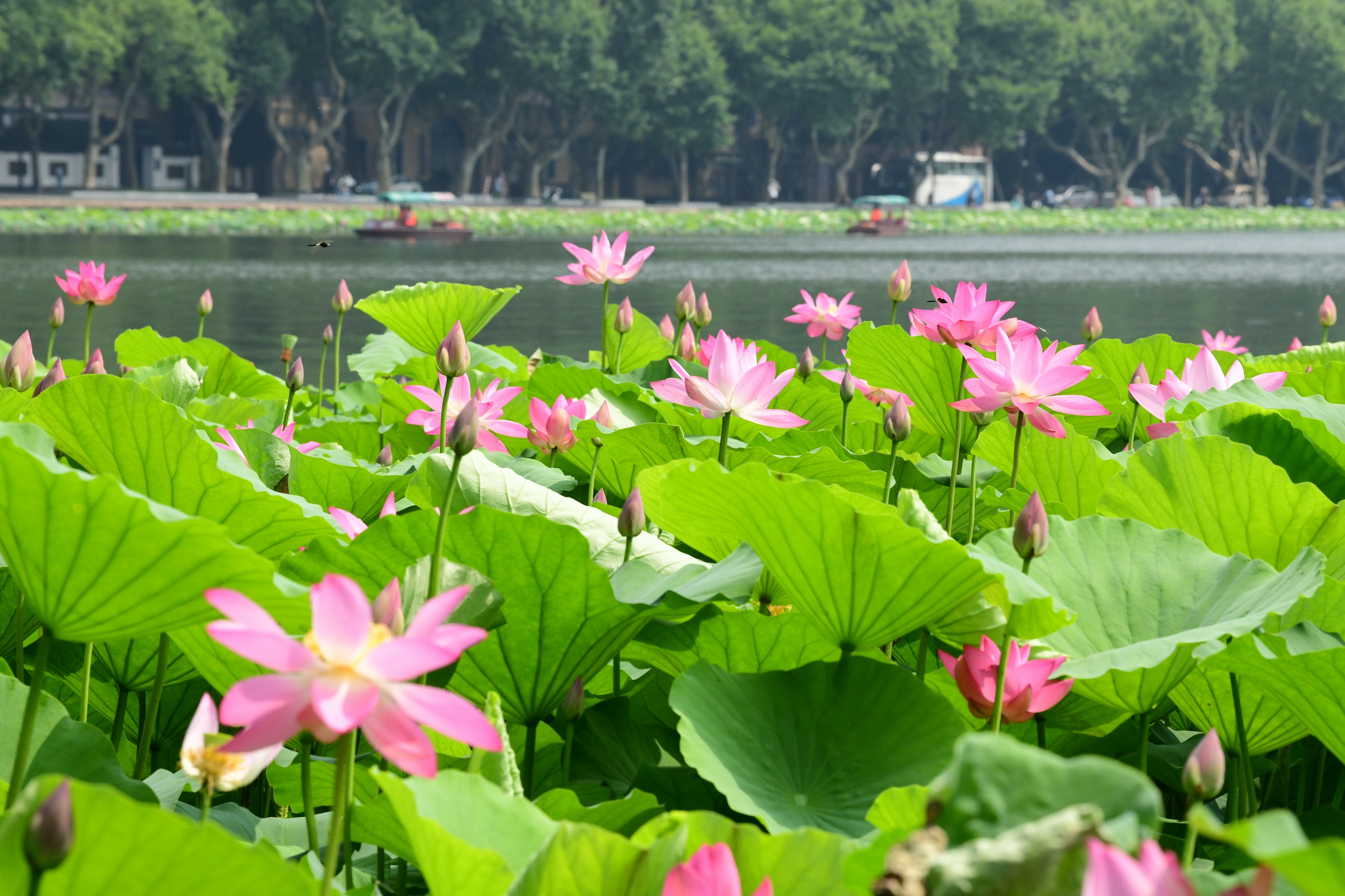 西湖荷花渐入佳境 最美在平湖秋月