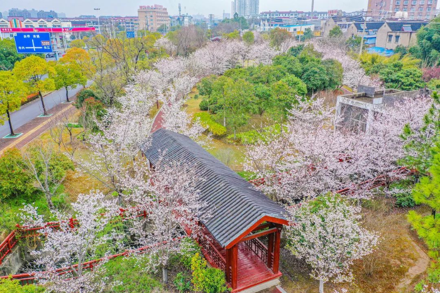 云赏樱花!靖江这些地方樱花如雪绽放